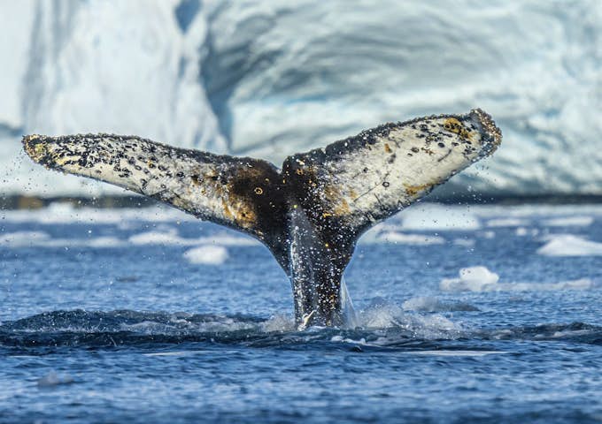 Humpback whale flukes