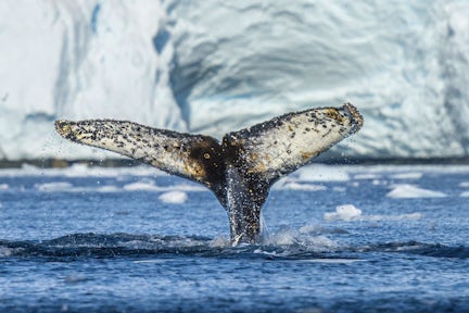 Humpback whale flukes in Antarctica