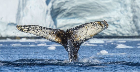 Humpback whale flukes in Antarctica