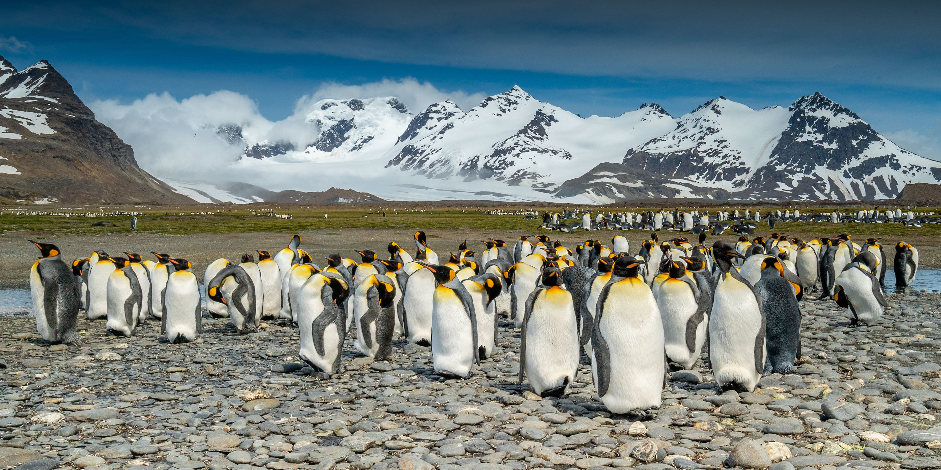 King penguins on South Georgia