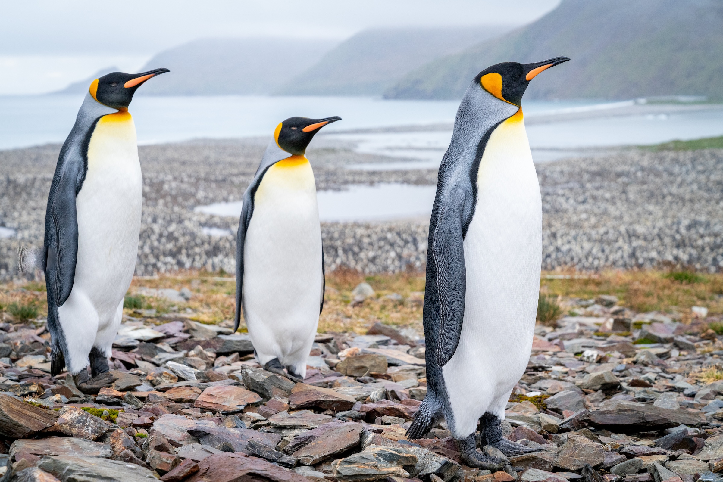 Antarctica Cruises