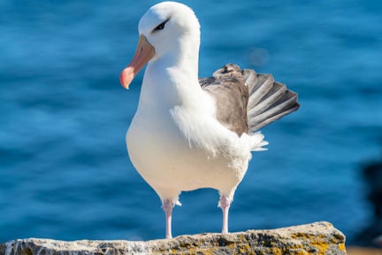 A black-browed albatross stands in the sunshine against a sea background at West Point in the Falkland Islands