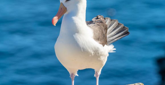 A black-browed albatross stands in the sunshine against a sea background at West Point in the Falkland Islands