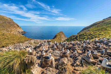 Hundreds of black-browed albatrosses sit on nests in their colony at West Point in the Falkland Islands