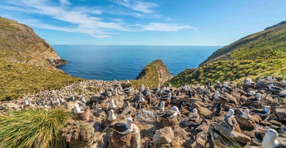 Hundreds of black-browed albatrosses sit on nests in their colony at West Point in the Falkland Islands