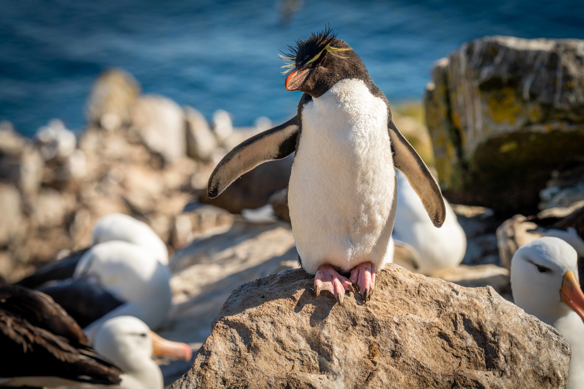 A rockhopper penguin and black-browed albatross 