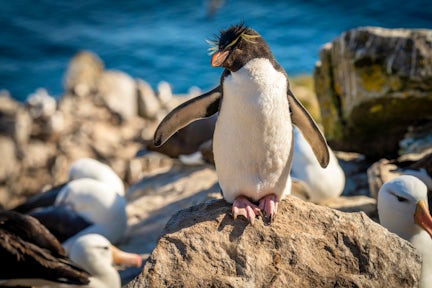 A single rockhopper penguin stands on a rock surrounded by black-browed albatross at West Point in the Falkland Islands