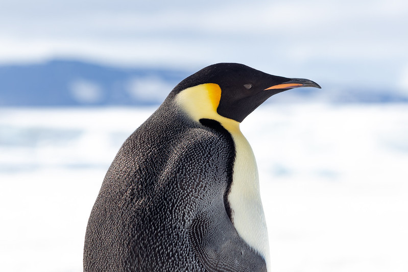 Emperor penguin at Snow Hill in the Weddell Sea