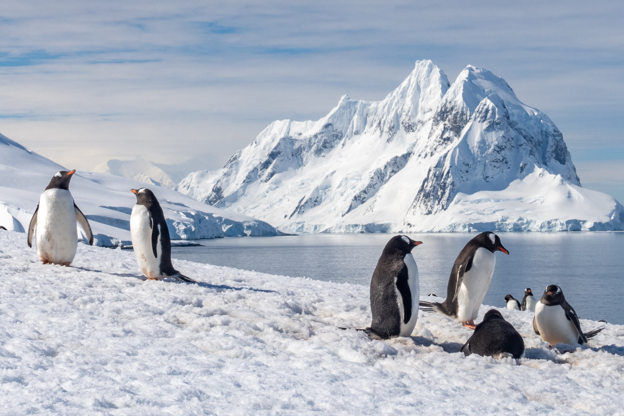 SWO_5_ALL_DanielBrooks-Gentoo-Penguins-Petermann-Island