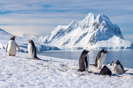 Gentoo penguins on Petermann Island