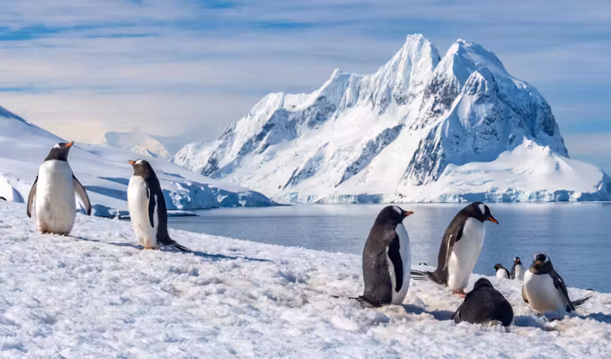 SWO_5_ALL_DanielBrooks-Gentoo-Penguins-Petermann-Island