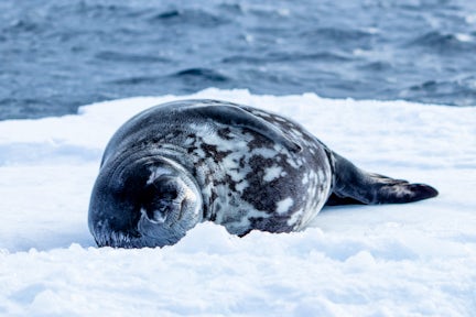 Weddell seal on the ice