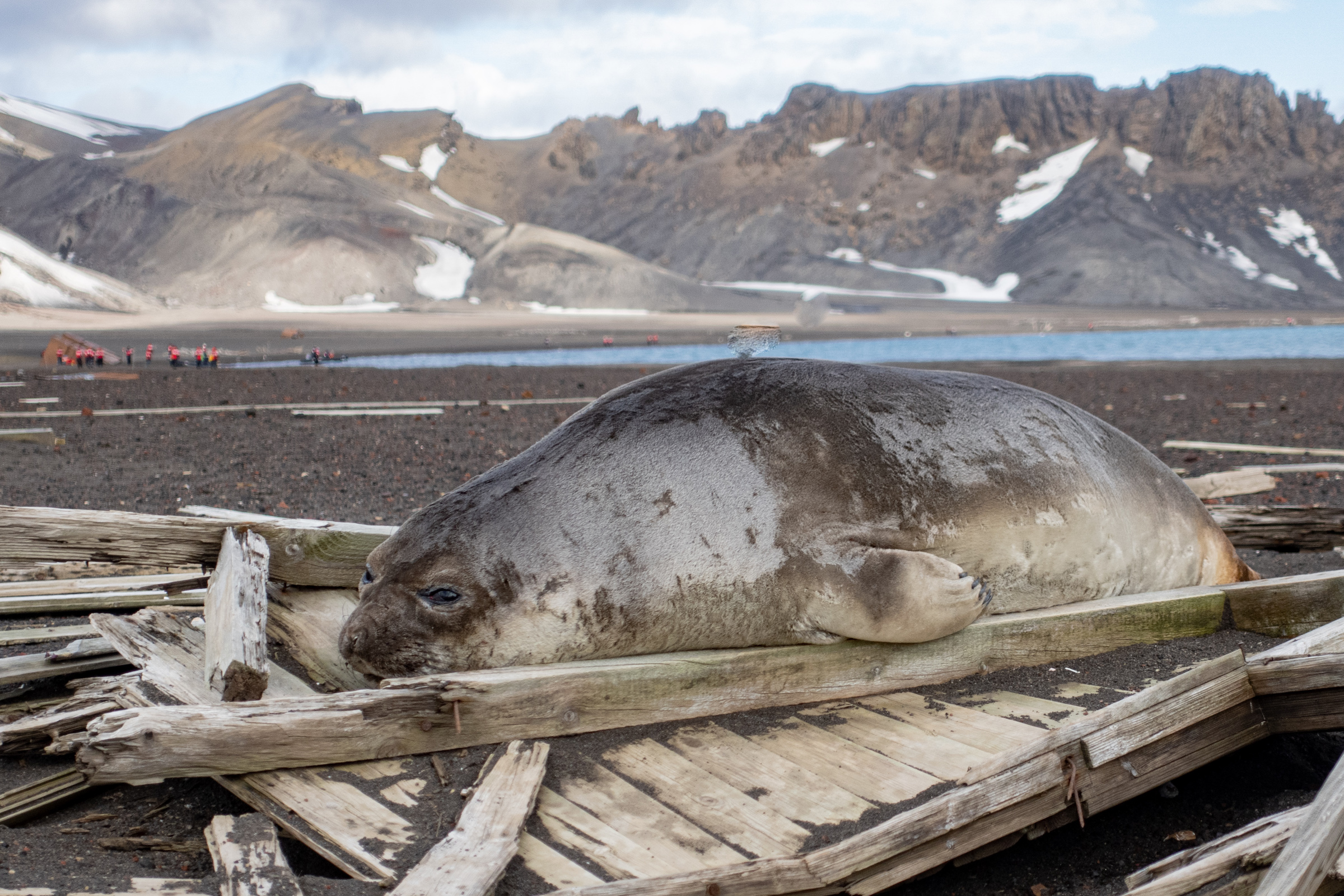 Young elephant seal on Elephant Island