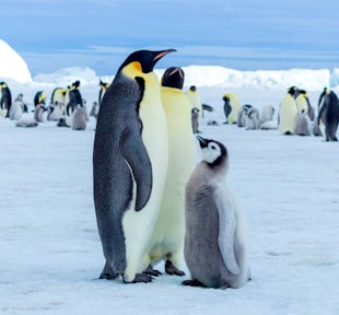 Partner with the Antarctic Experts
