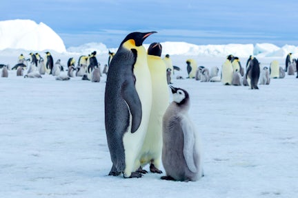 Emperor penguins and chick at Snow Hill in the Weddell Sea