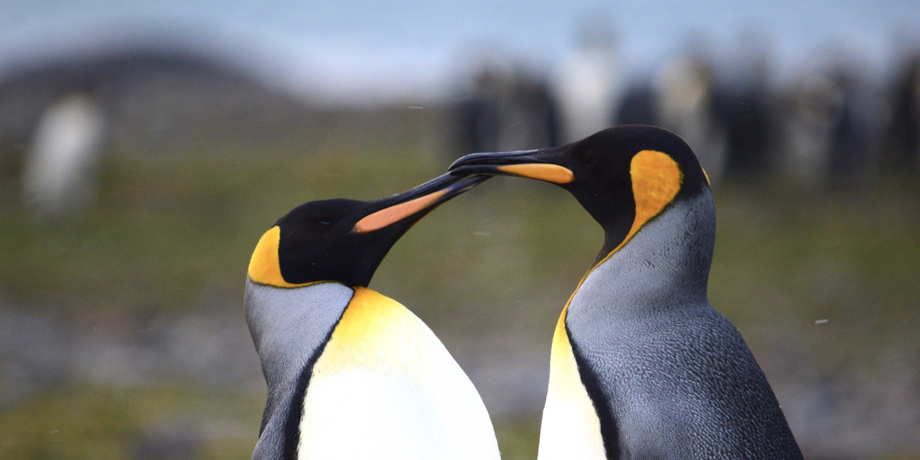 King Penguins