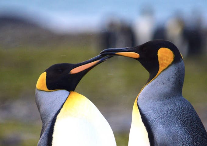 King Penguins