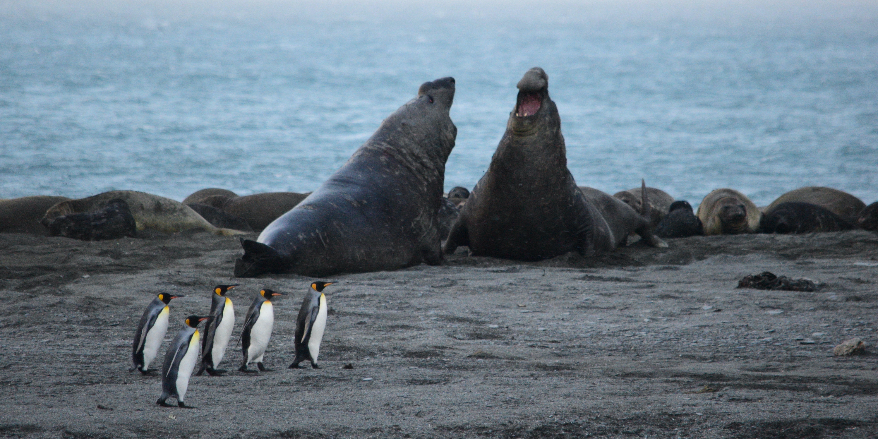 King Penguins