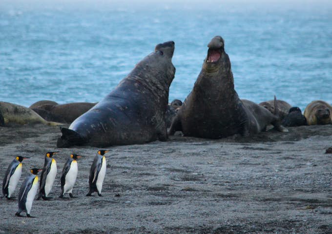 King Penguins