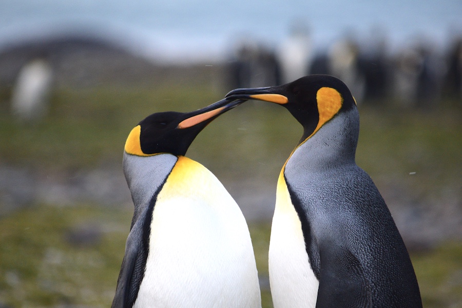 King penguins on South Georgia