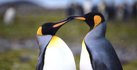 King penguins on South Georgia