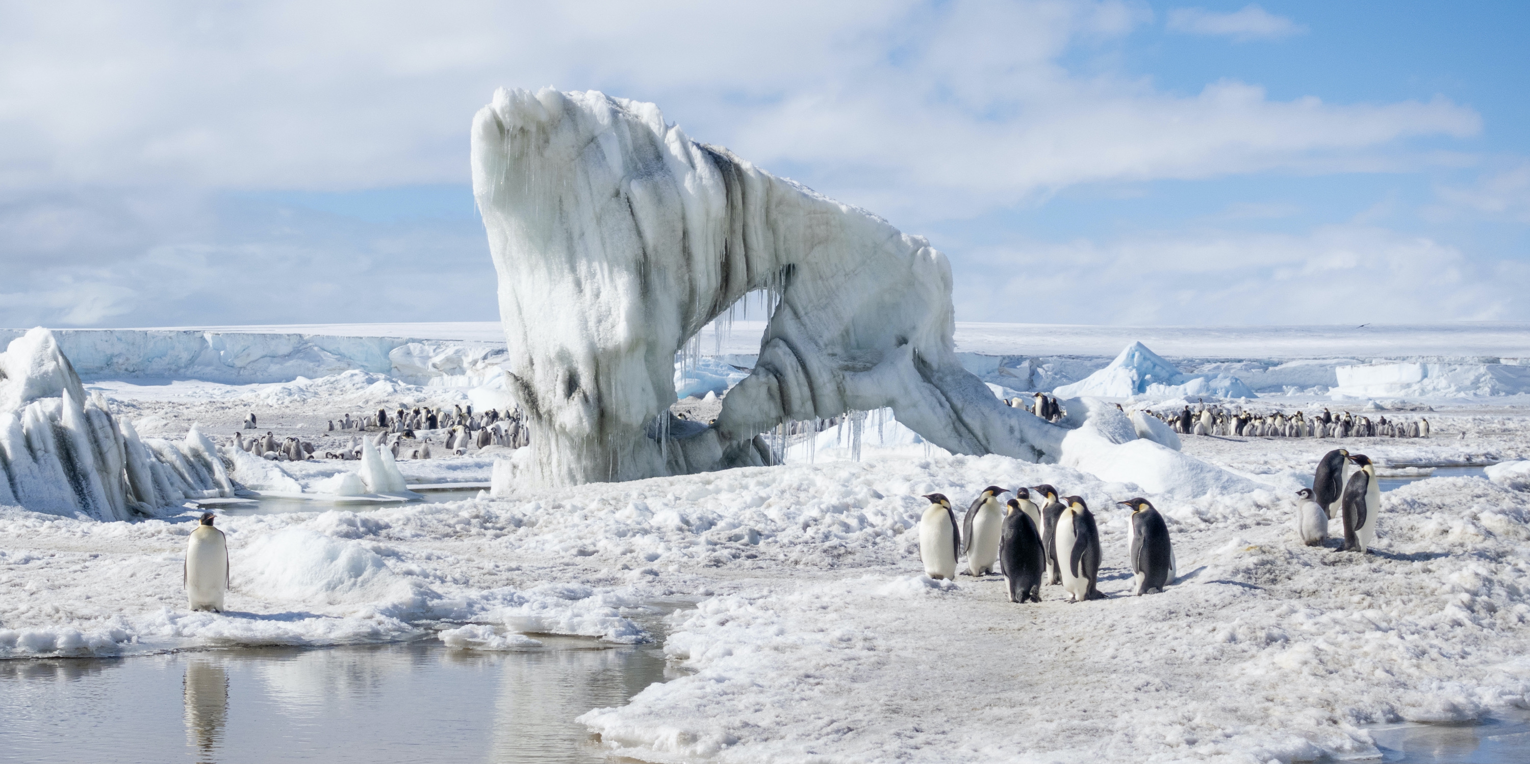 Emperor Penguins