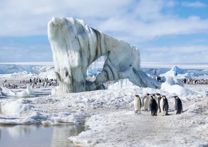 Emperor Penguins
