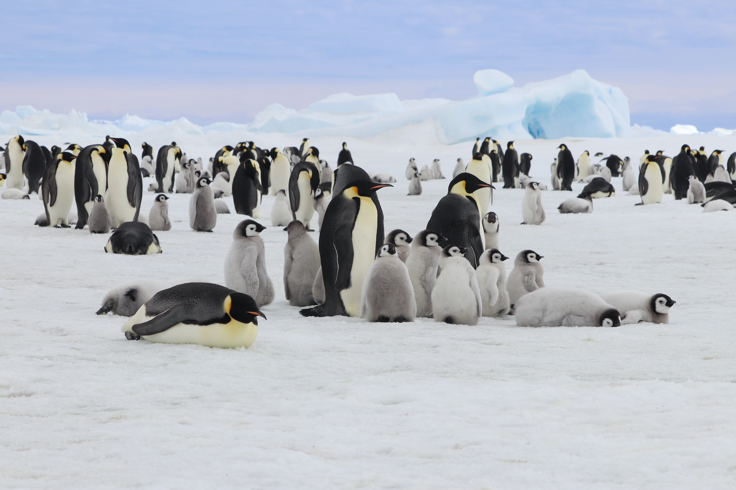 Emperor Penguins