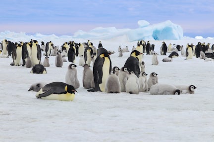 Emperor Penguins