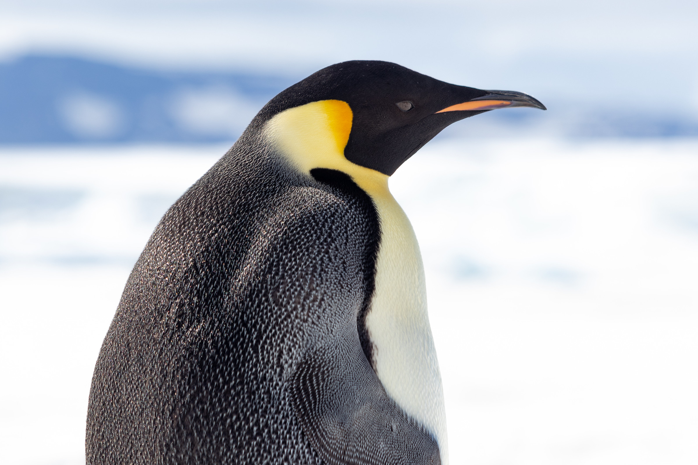 Close up of emperor penguin