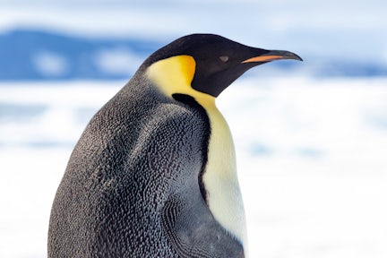 Close up of emperor penguin