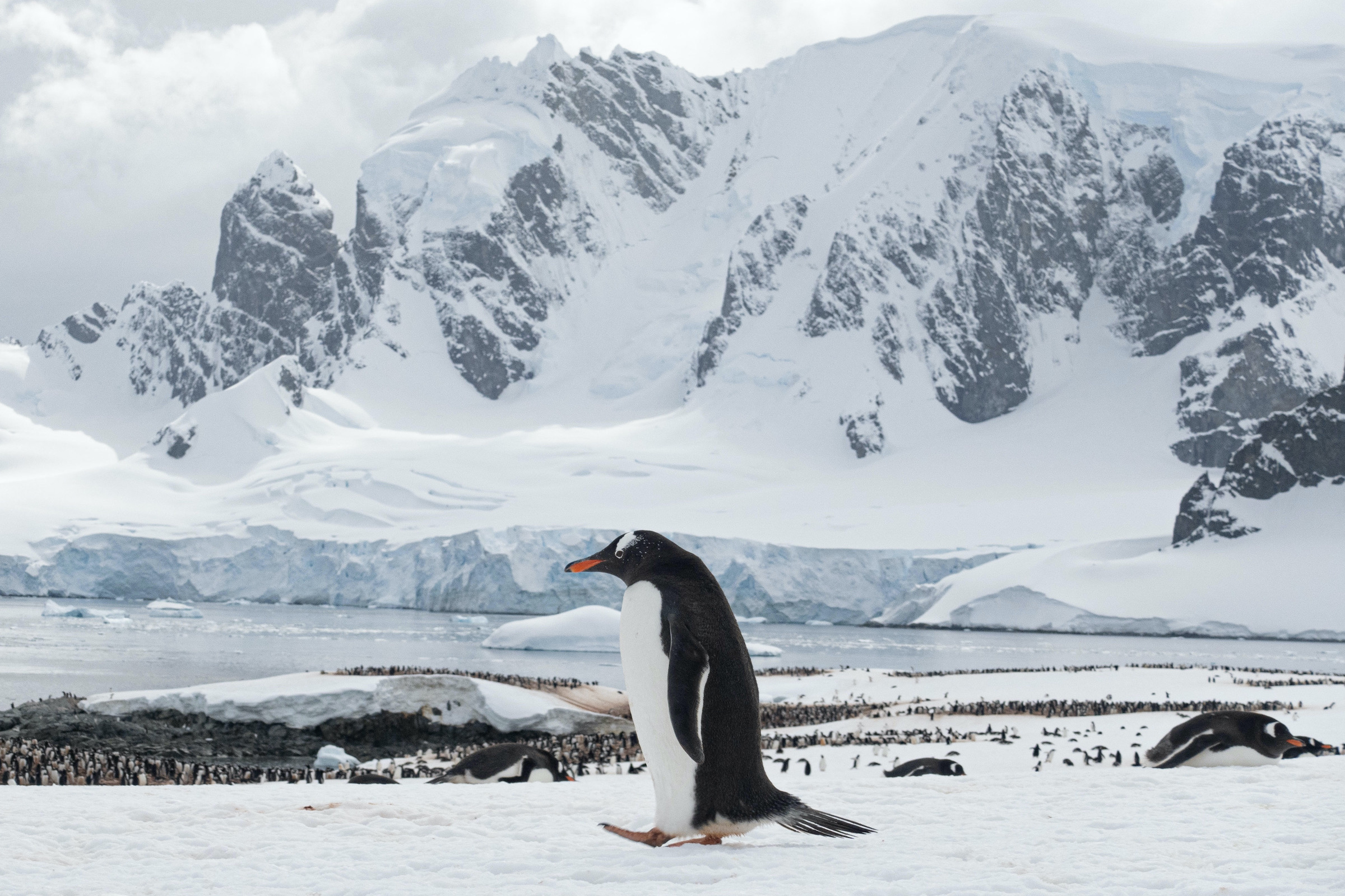 Solo gentoo penguin on Cuverville Island on the Antarctic Peninsula