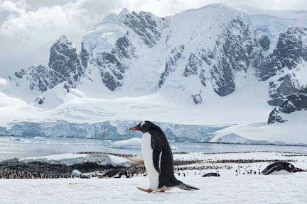Solo gentoo penguin on Cuverville Island on the Antarctic Peninsula