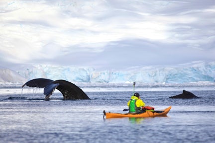 A jaw-dropping humpback encounter while kayaking in Antarctica