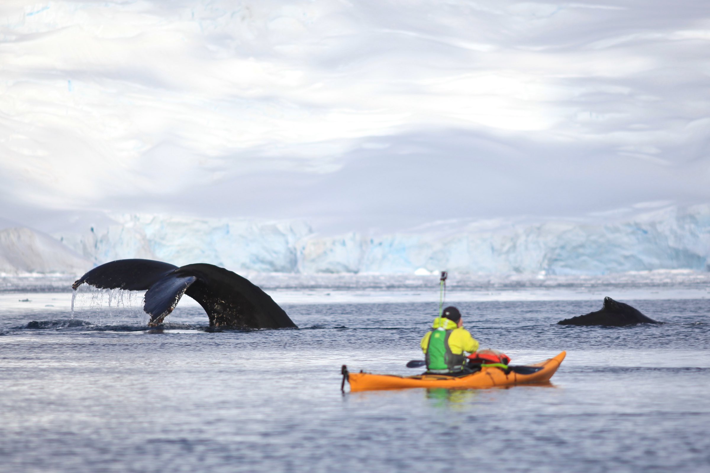 Kayaker watching two humpback whales in Antarctica