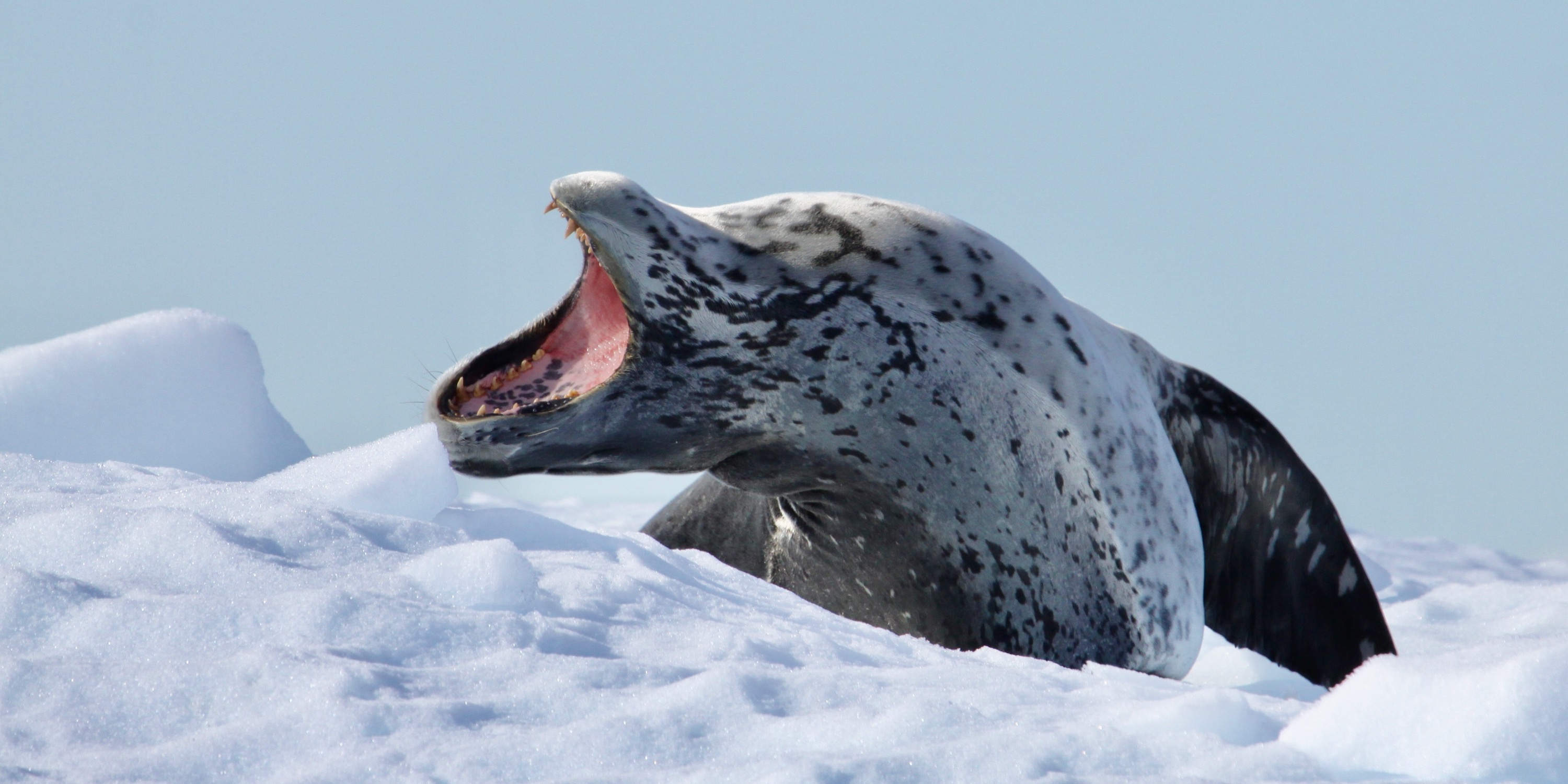Yawning leopard seal