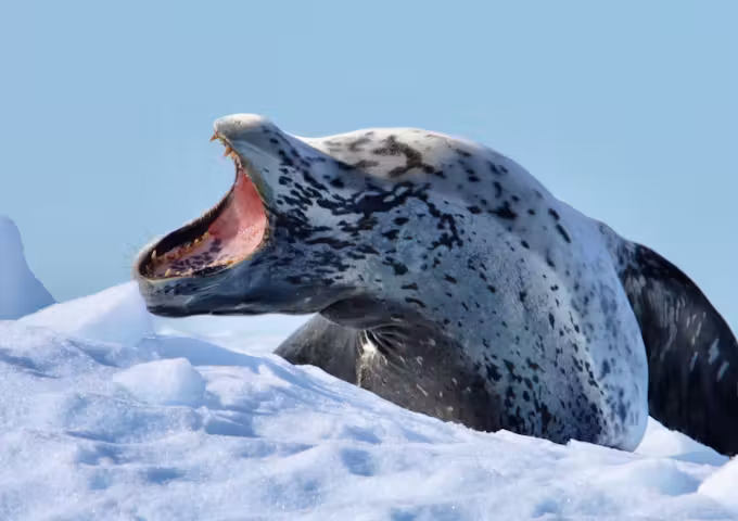 Yawning leopard seal