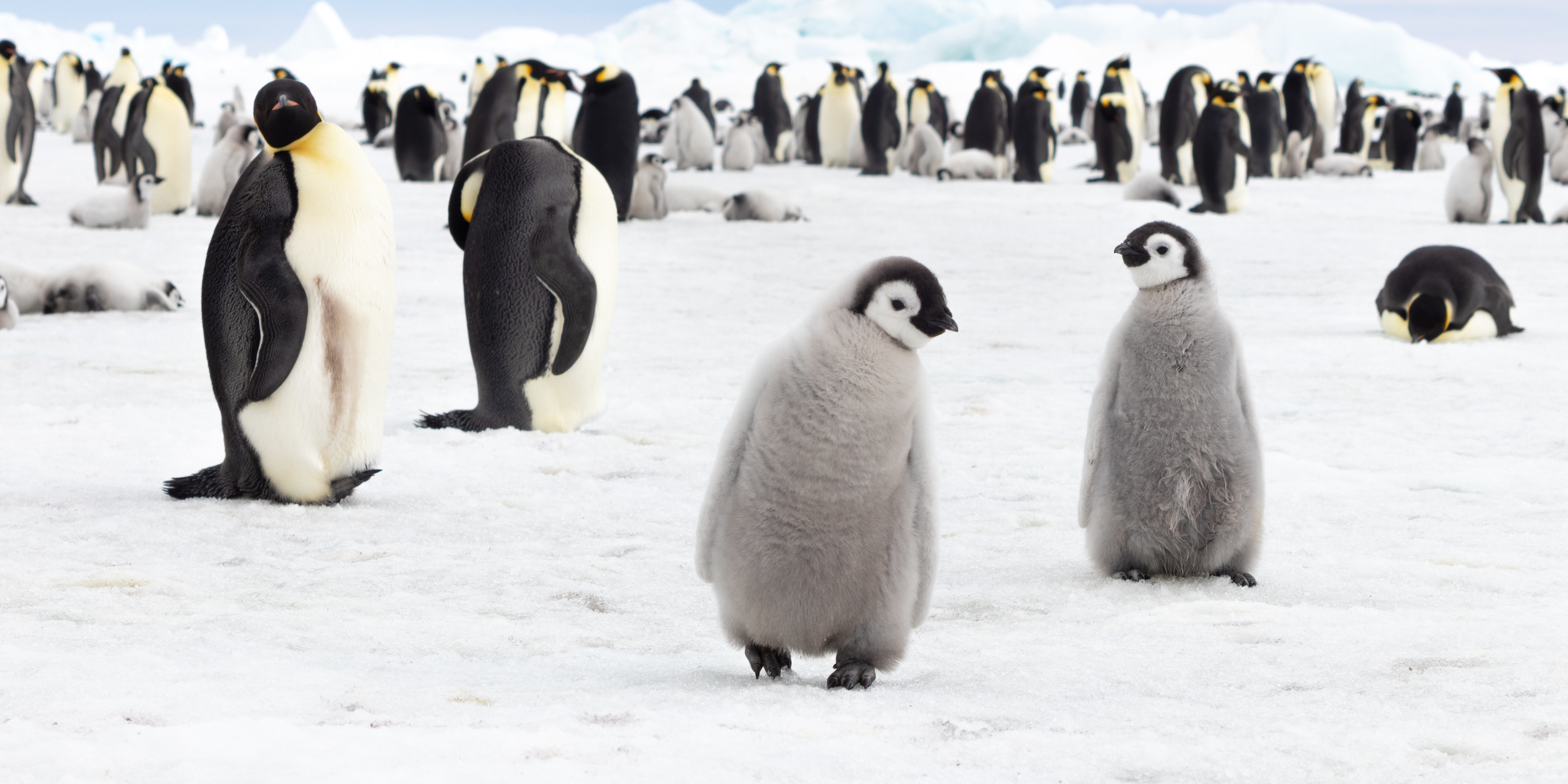 Emperor Penguins