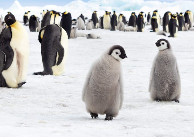 Emperor Penguins