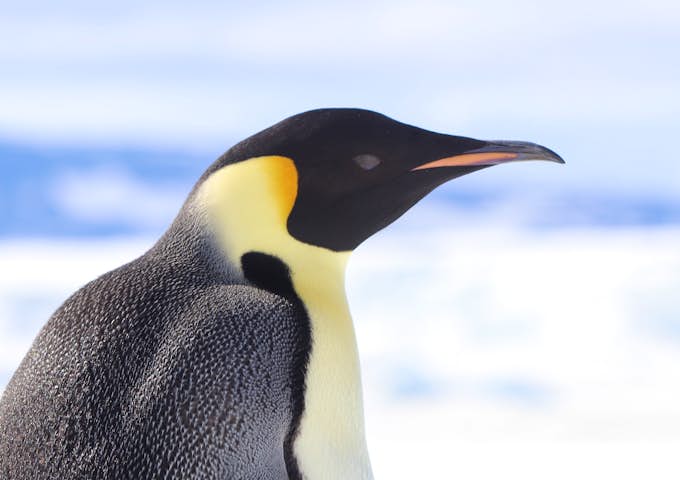 Emperor Penguins