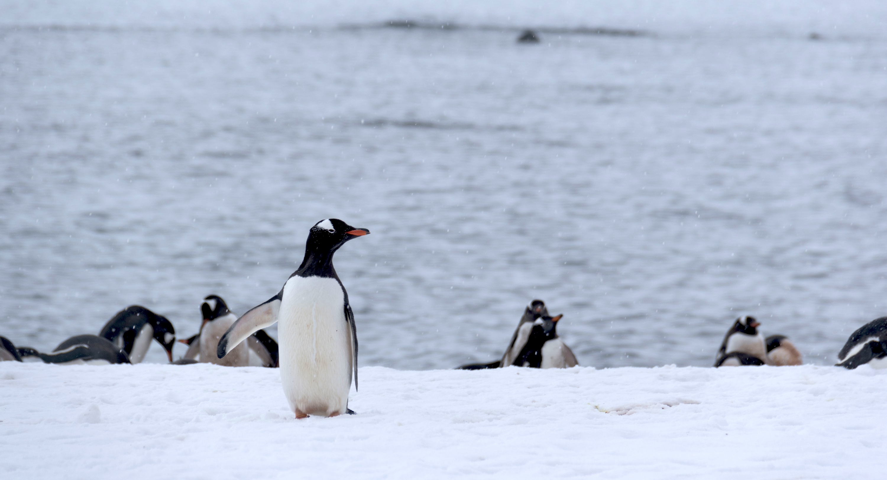 A penguin looks to the right as lots of penguins interact in the background in Antarctica