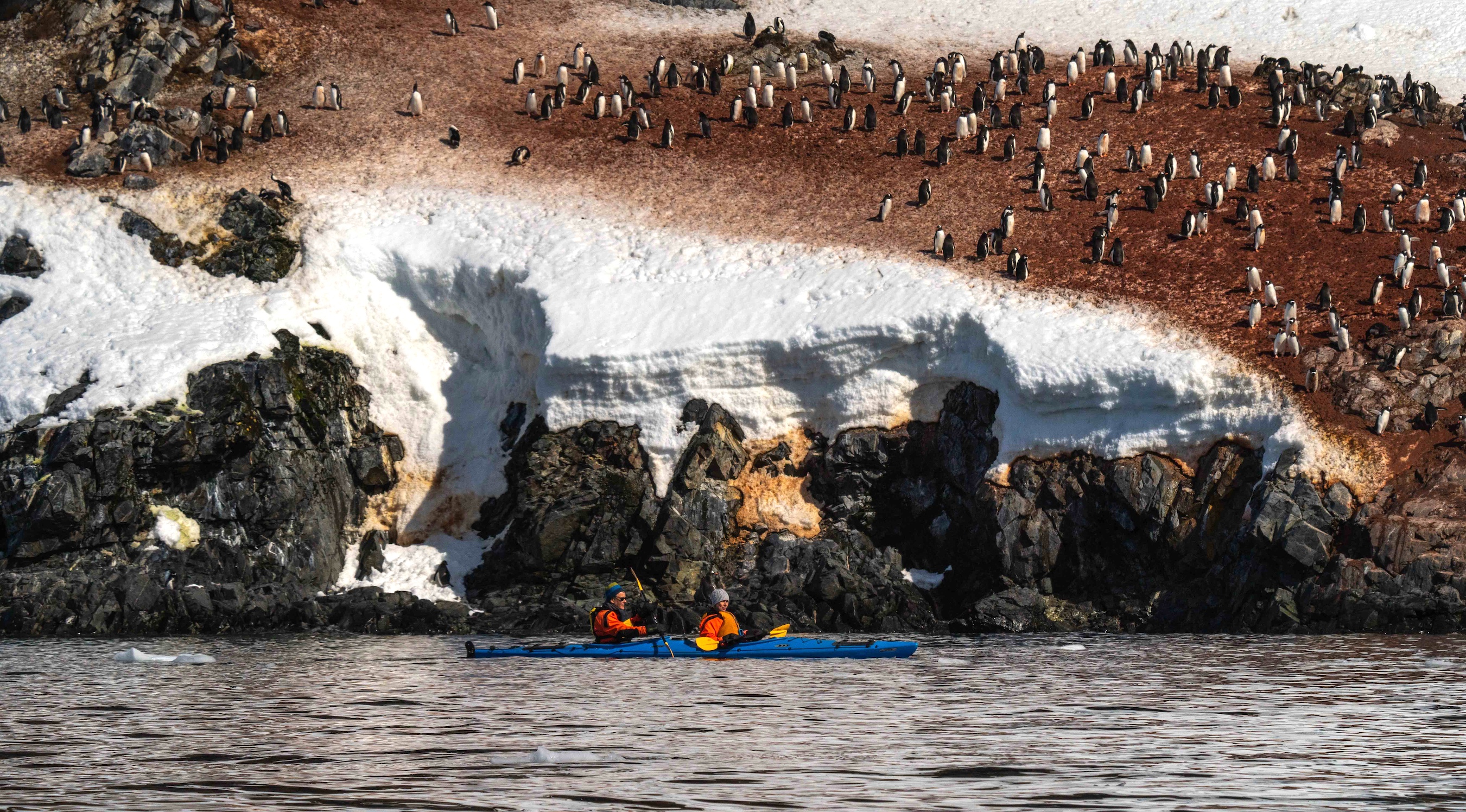 Kayakers paddle past hundreds of penguins in Antarctica