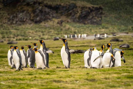 King penguins on the grassy plain at Fortuna Bay South Georgia