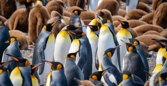 A close up of mass of adult king penguins and their fluffy brown chicks on South Georgia