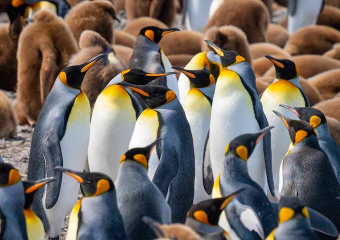 A close up of mass of adult king penguins and their fluffy brown chicks on South Georgia