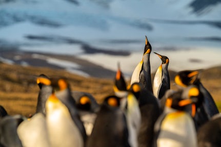 In dawn light, king penguins stretch and gather on the beach at St Andrews Bay, South Georgia