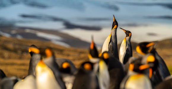 In dawn light, king penguins stretch and gather on the beach at St Andrews Bay, South Georgia