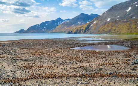 Long distance view of the giant king penguin colony St Andrews Bay, South Georgia