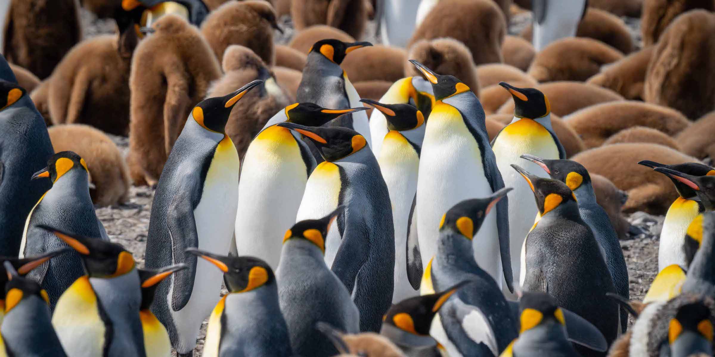 When to go to Antarctica