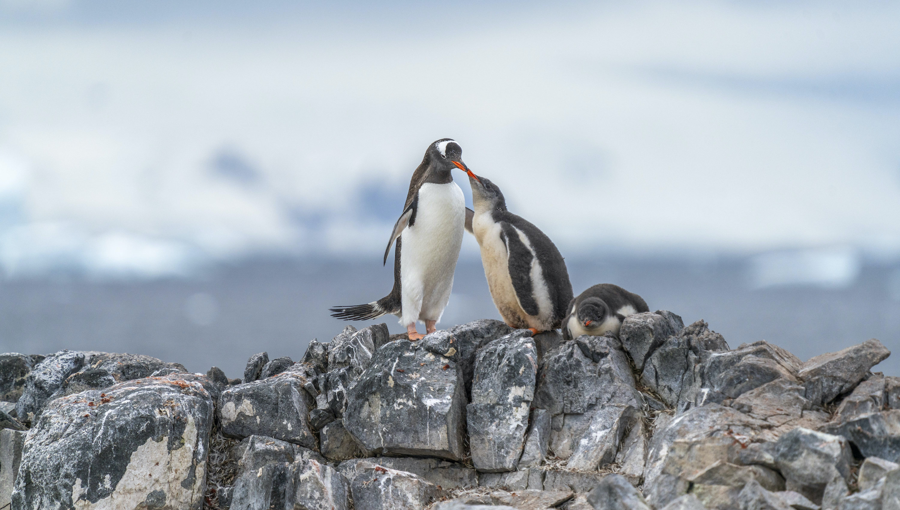 When to go to Antarctica